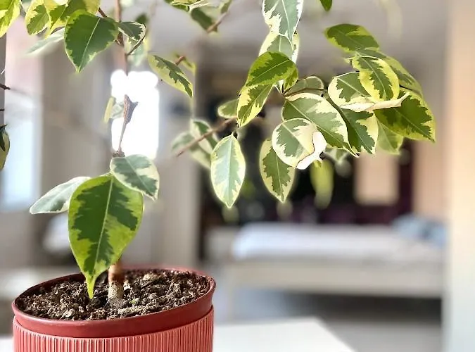 شقة Flat In The Heart Of بورغاس